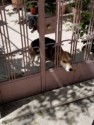 Dog sticking head through gate